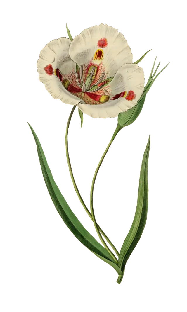 Zeichnung Blume Tulpe